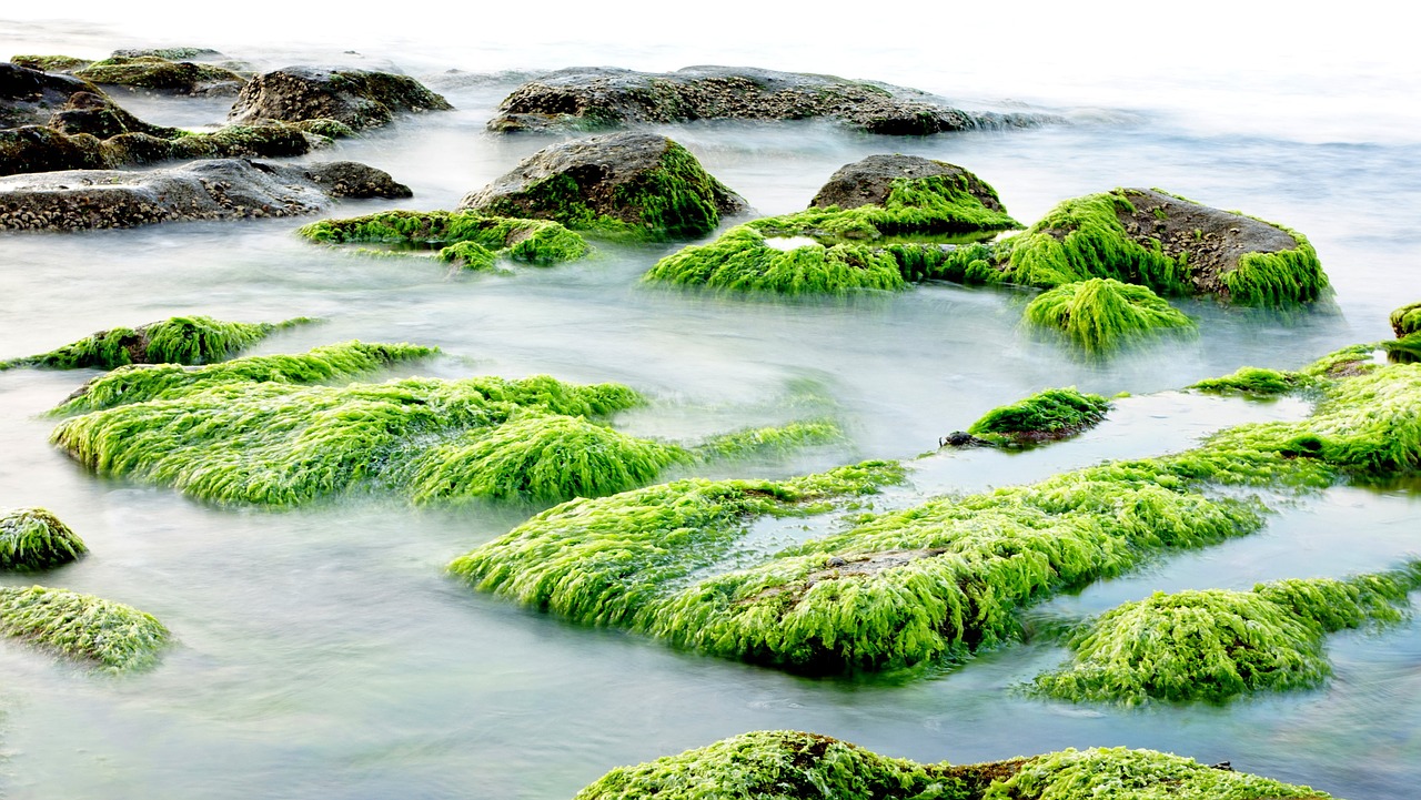Sustainable and organic aquaculture products Sustainable and organic aquaculture products