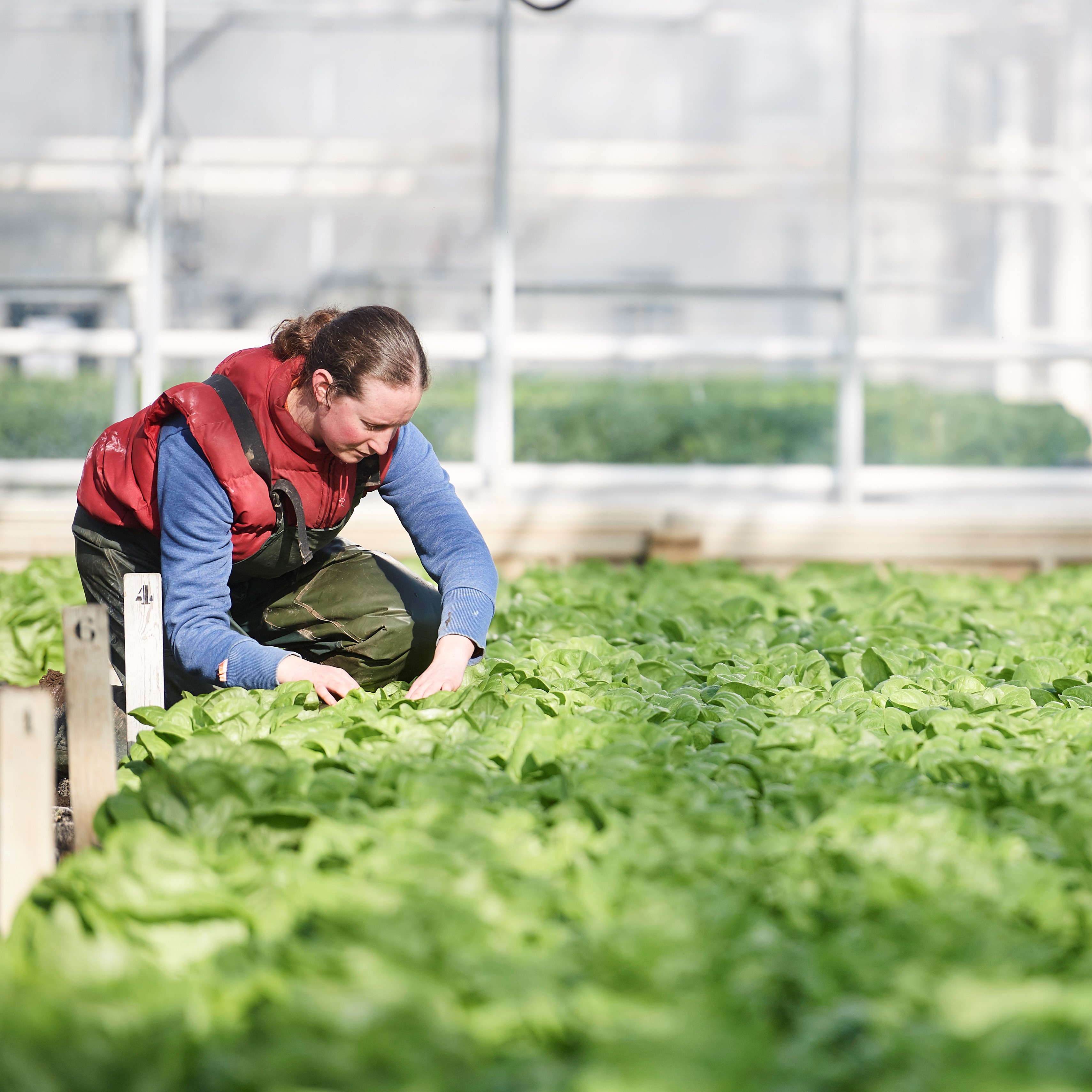 Small companies greening Europe